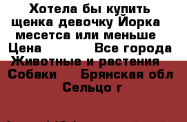 Хотела бы купить щенка девочку Йорка 2 месетса или меньше › Цена ­ 5 000 - Все города Животные и растения » Собаки   . Брянская обл.,Сельцо г.